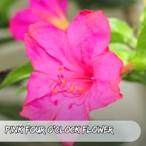 100 Samen rosa Vier Uhr Blumensamen: Duftende Erbstück Mirabilis Jalapa