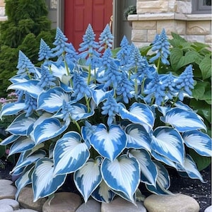 May include: A vibrant hosta plant with large, heart-shaped leaves edged in white and blue. Tall, cone-shaped blue flowers rise above the foliage. The plant is set against a backdrop of a red door and stone wall.