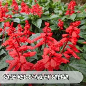 300 Red Scarlet Salvia Seeds | Non-GMO Hummingbird Flower | Annual/Perennial Sage | Easy Grow Pollinator Garden