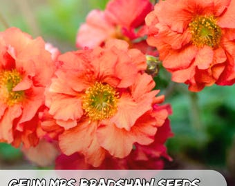 25 Geum ‘Mrs Bradshaw’ Seeds – Geum chiloense | Scarlet-Red Perennial Flowers | Cottage Garden Favorite