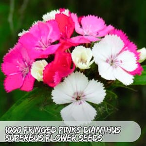 May include: A vibrant bouquet of fringed pinks dianthus flowers in shades of pink, red, and white. The flowers have delicate, fringed petals and are set against a backdrop of green foliage. The text "1000 Fringed Pinks Dianthus Superbus Flower Seeds" is at the bottom.