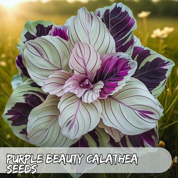 calathea white star kaufen Calathea Whitestar kaufen? | Laura main image 0