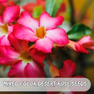 5 Seeds Mixed Color Desert Rose Seeds | Adenium obesum | Exotic Succulent Bonsai Flower Plant