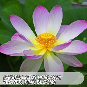 Sacred Lotus 5 Seeds: Pink Water Lily Blooms - Heirloom Pond Plant