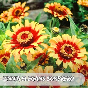 250 Zinnia Elegans Sombrero Seeds | Vibrant Heirloom Flower | Easy Grow | Pollinator-Friendly | Garden Blooms
