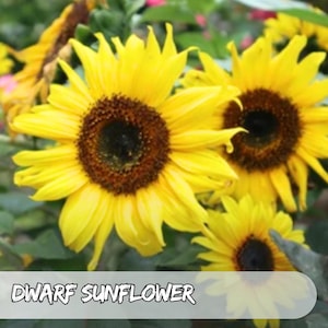 75 Dwarf Sunflower Seeds | Helianthus annuus | Compact Blooms | Easy to Grow | Pollinator Friendly | Non-GMO | USA Seller