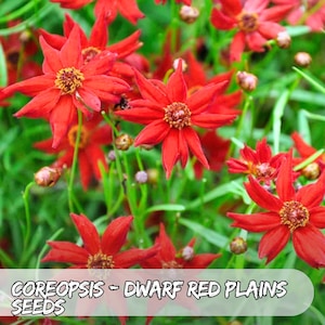 100 Dwarf Red Plains Coreopsis Seeds – Coreopsis tinctoria | Compact Wildflowers | Non-GMO, Easy-Grow Annual Blooms