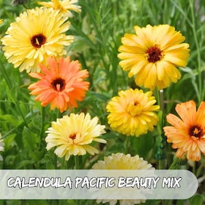 75 Calendula Pacific Beauty Mix Seeds – Calendula officinalis – Heirloom, Edible, Pollinator-Friendly, Non-GMO Marigold-Like Flowers