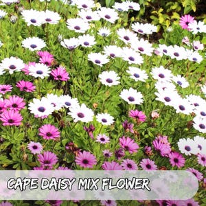 100 Cape Daisy Seeds Mixed Colors | Osteospermum ecklonis | Pink Purple White | Garden Flower | Non-GMO