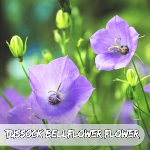 10.000 Tussock Glockenblume Samen | Glockenblume | Staude | Blau & Lila Blüten | Bodendecker | Bestäuberfreundlich