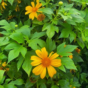 20 semi di Tithonia Diversifolia: girasole messicano, fiori a crescita rapida