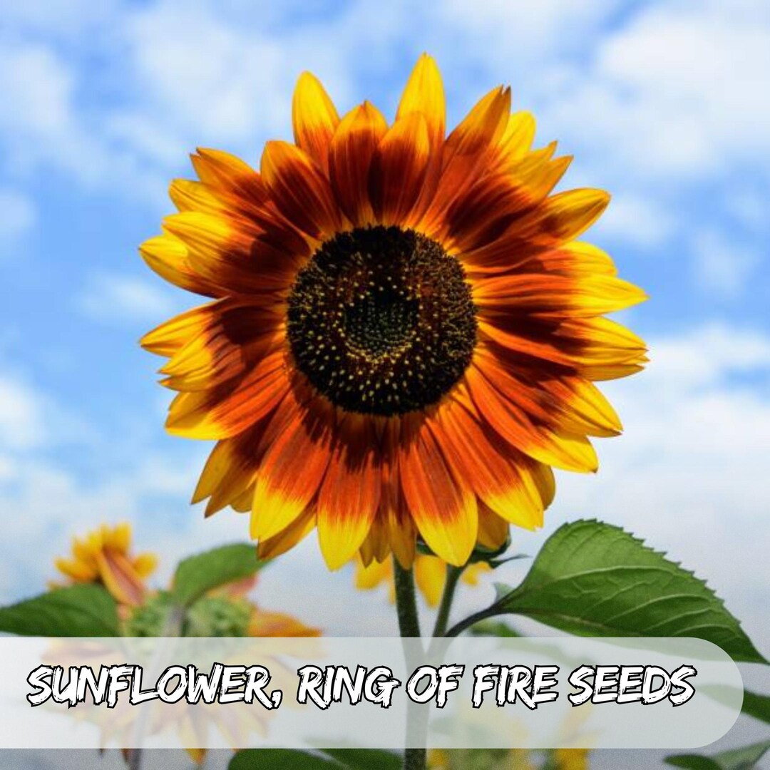 25 Ring of Fire Sunflower Seeds: Bicolor Helianthus Annuus, Pollinator ...
