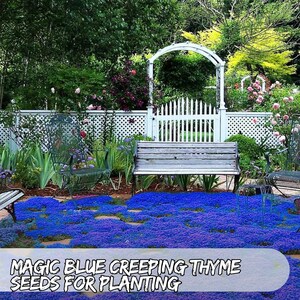 Puede incluir: Escena de jardín con una vibrante cobertura de suelo azul, un banco de madera y una valla blanca. El texto "MAGIC BLUE CREEPING THYME SEEDS FOR PLANTING" indica que se venden semillas para plantar.