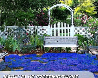 20.000 Seeds Magic Blue Creeping Thyme Seeds: Drought Tolerant Ground Cover Fast Shipping