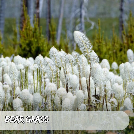 Bear Grass 50 Seeds: Xerophyllum Tenax, Heirloom Ornamental - Etsy