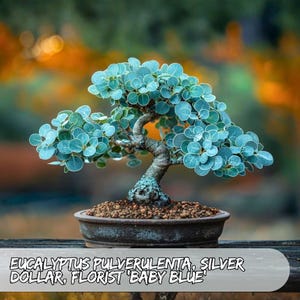 Eucalyptus Bonsai - Etsy