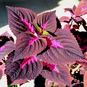 25 Black Dragon Coleus Seeds - Non-GMO Easy Grow Fast Shipping