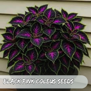 Puede incluir: Primer plano de una planta de coleo con hojas de color púrpura oscuro y rosa. Las hojas tienen un patrón único con bordes de color púrpura oscuro y un centro rosa. El texto "BLACK PINK COLEUS SEEDS" se muestra en la parte inferior de la imagen.