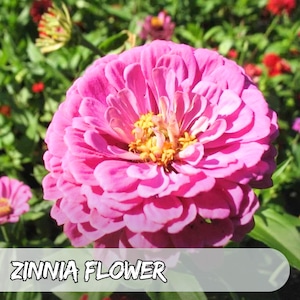 400 Rose Pink Zinnia Seeds | Zinnia Elegans | Heirloom Annual Flower | Easy Grow | Garden Blooms