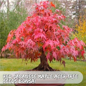20 Seeds Red Japanese Maple Tree Seeds: Acer Palmatum Atropurpureum, Bonsai & Garden Fast Shipping