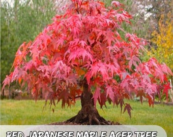 Japanese Maple Seeds - Acer Palmatum Osakazuki - Red Leaves - Ideal for  Bonsai - Etsy Israel