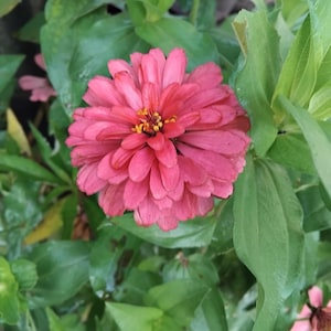 50 Samen rosa Zinnie Samen: Bio-Non-GMO Blumengarten