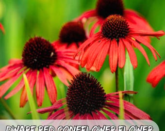 2000 semillas de equinácea roja enana – Ratibida columnifera / Flor silvestre nativa / Semillas de jardín polinizadoras y resistentes a la sequía