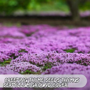 1000 Creeping Thyme Seeds – Thymus serpyllum | Low-Maintenance Ground Cover | Purple Blooms, Drought Tolerant