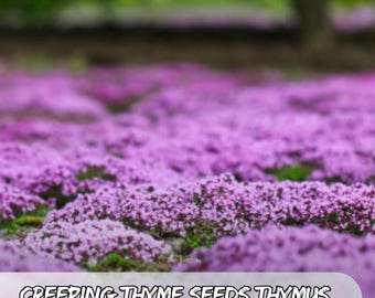 1000 Creeping Thyme Seeds – Thymus serpyllum | Low-Maintenance Ground Cover | Purple Blooms, Drought Tolerant