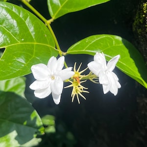 12 Sementes de Flores de Jasmim Perfumadas | Flores para Jardim em Vasos | Flores Brancas Aromáticas | Fácil Cultivo | Sementes para Jardim Doméstico