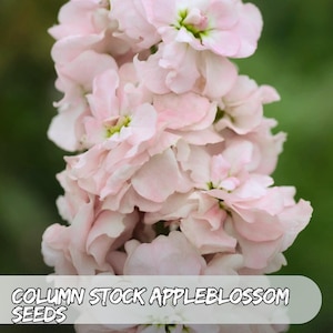 25 Column Stock ‘Appleblossom’ Seeds – Matthiola incana | Tall Fragrant Blooms | Cottage Garden & Cut Flowers