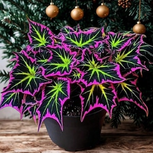 Puede incluir: Una planta en maceta con follaje llamativo. Las hojas son de un negro intenso con bordes rosas vibrantes y vetas verde lima, creando un contraste audaz. La planta está en una maceta negra, con un árbol de Navidad y adornos en el fondo.