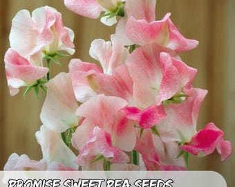 50 Promise Sweet Pea Seeds: Fragrant Heirloom Climbing Vine