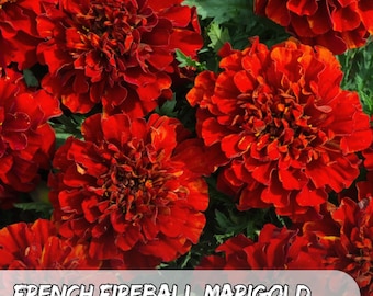 25 Fireball French Marigold Seeds: Red-Orange Blooms, Easy to Grow