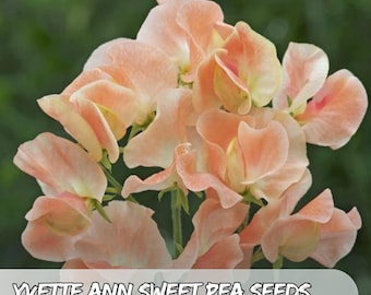 50 Yvette Ann Sweet Pea Seeds: Pink & Cream Fragrant Climbing Flowers