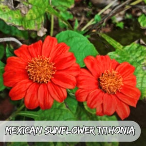 250 semi di girasole messicano / Tithonia Rotundifolia / Attrattore di impollinatori / Cimelio non OGM / Fiore da giardino facile da coltivare