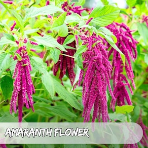 2000 Seeds Love Lies Bleeding Amaranth Seeds: Red Tassel Flower, Callaloo Greens