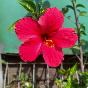 10 Luna Red Hardy Hibiscus Seeds | Hibiscus moscheutos | Compact Perennial Flower | Small Bush Garden Plant