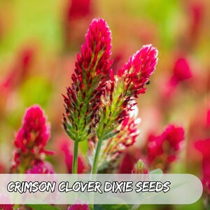 Puede incluir: Primer plano de flores de trébol carmesí con vibrantes flores rojas alargadas y tallos verdes. La imagen presenta el texto "CRIMSON CLOVER DIXIE SEEDS" en una pancarta blanca. El fondo es un suave desenfoque de flores similares.