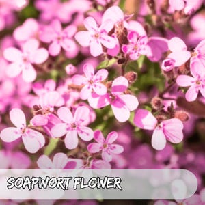 500 Samen Seifenkraut Saponaria ocymoides | Bodendecker | Steingarten | rosa Blumen | Non-GMO Erbstück