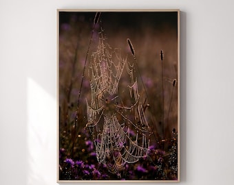 Spider Web with Dew Drops | Morning Macro Photography | Ethereal Nature Art | Bedroom Wall Decor | Nature Lover Gift