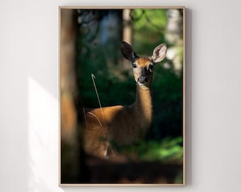 White-tailed Deer Print | Summer Portrait | Gentle Wildlife Art | Nature Wall Decor | Wildlife Lover Gift