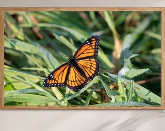 Monarch Butterfly Print | Orange & Black Wings | Serene Nature Photography | Living Room Wall Art | Wildlife Lover Gift