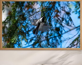 Black-capped Chickadee in Flight | Bird Through Forest Canopy | Dynamic Wildlife Photography | Nature Wall Art | Birdwatcher Gift