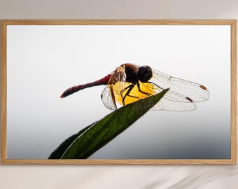 Meadowhawk Dragonfly Fine Art Photography Print, Manitowoc Wisconsin
