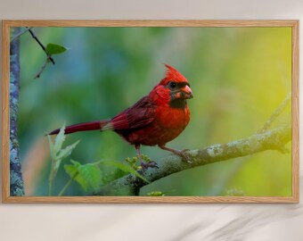 Northern Cardinal | Vibrant Red Bird Photography | Wildlife Wall Art | Living Room Decor | Nature Lover Gift