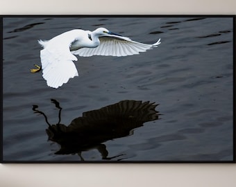 Snowy Egret Print | White Bird in Flight | Graceful Wildlife Photography | Living Room Wall Art | Nature Lover Gift