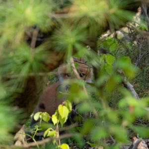 Young Fox Wall Art Print | Cute Forest Animal Photography | Hidden Wildlife Decor for Nature Lovers | Woodland Nursery or Cabin Decoration