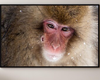 Japanese Macaque Print | Winter Monkey Portrait | Wildlife Photography | Nature Wall Art | Animal Lover Gift