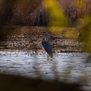 Stampa artistica da parete "Airone azzurro" – Fotografia di uccelli di zone umide serene – Decorazione naturale per birdwatcher e amanti della fauna selvatica